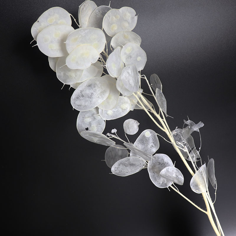 결혼 준비를 위한 보존된 루나리아 꽃, 유칼립투스 잎, - Eucalyptus Preserved 리뷰 및 가격